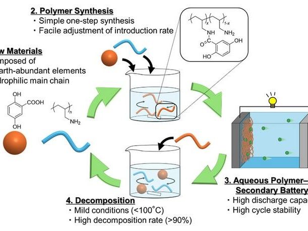 New organic polymer paves the way for recyclable water-based batteries